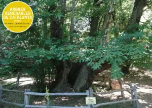 ARBRES VENERABLES DE CATALUNYA