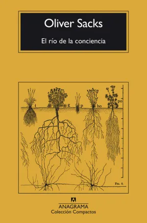 EL RÍO DE LA CONCIENCIA
