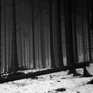 WINTERREISE: SESIÓN INTRODUCTORIA WINTERREISE: SESIÓN INTRODUCTORIA