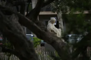 INDIANS I CONGRÉS. NOCAMINEU 2025-2026 DIUMENGES